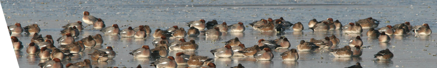 Watervogeltellingen illustratie